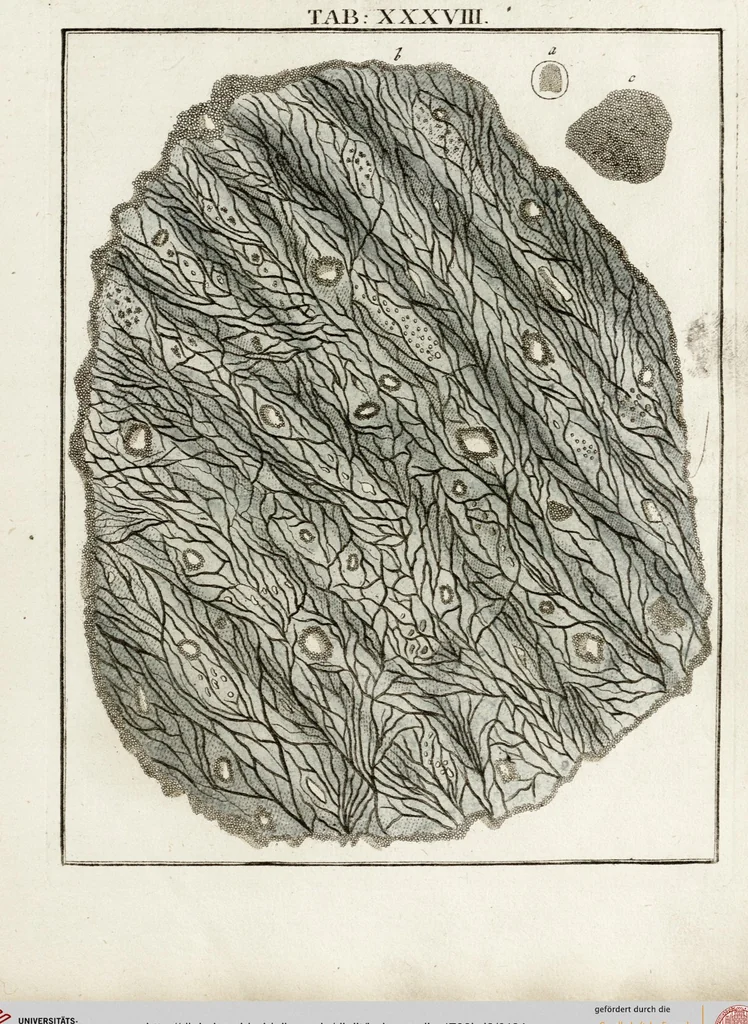 An illustration from (Band 2): Martin Frobenius Ledermüllers, Hochfürstlich- Brandenburg- Culmbachischen Justiz-Raths ... Nachlese seiner Mikroskopischen Gemüths- und Augen-Ergötzung: Bestehend in zehen fein illuminirten Kupfertafeln, Sammt deren Erklärung: und Einer getreuen Anweisung, wie man alle Arten Mikroskope geschickt, leicht und nützlich gebrauchen solle, 1762, leaf 124