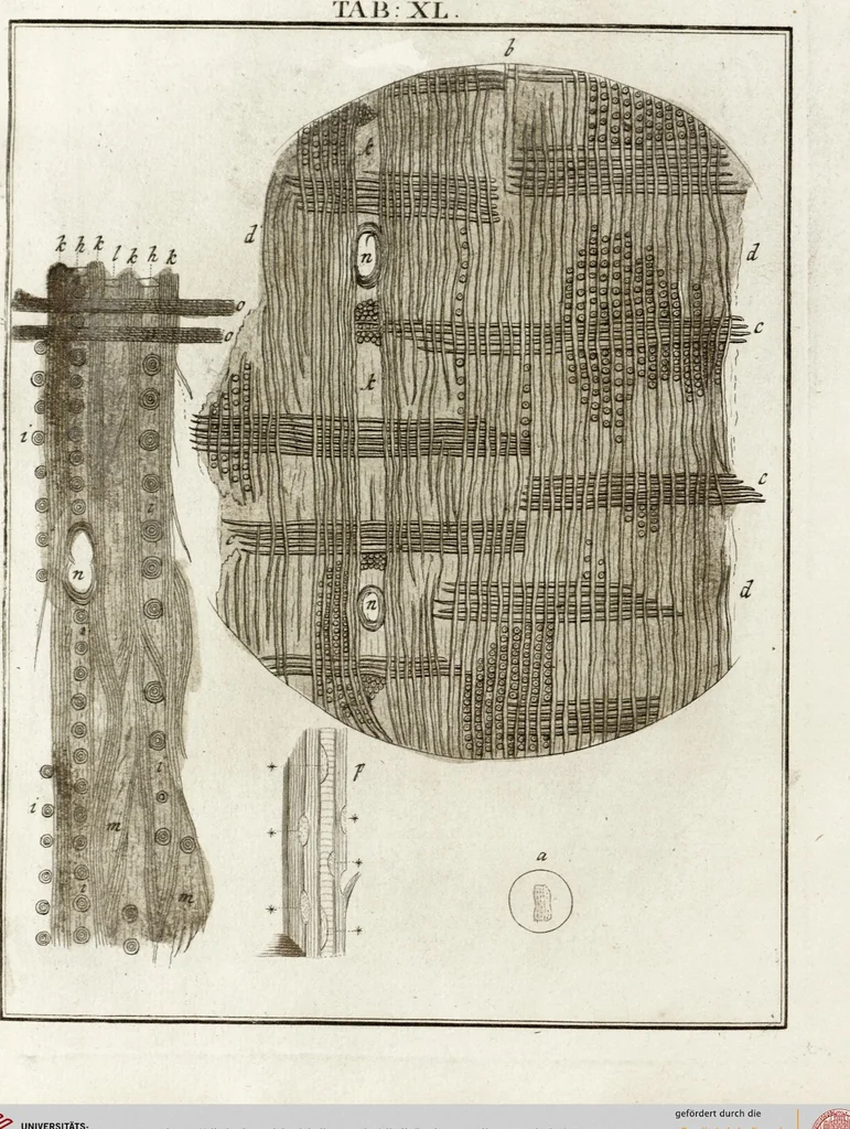 An illustration from (Band 2): Martin Frobenius Ledermüllers, Hochfürstlich- Brandenburg- Culmbachischen Justiz-Raths ... Nachlese seiner Mikroskopischen Gemüths- und Augen-Ergötzung: Bestehend in zehen fein illuminirten Kupfertafeln, Sammt deren Erklärung: und Einer getreuen Anweisung, wie man alle Arten Mikroskope geschickt, leicht und nützlich gebrauchen solle, 1762, leaf 128