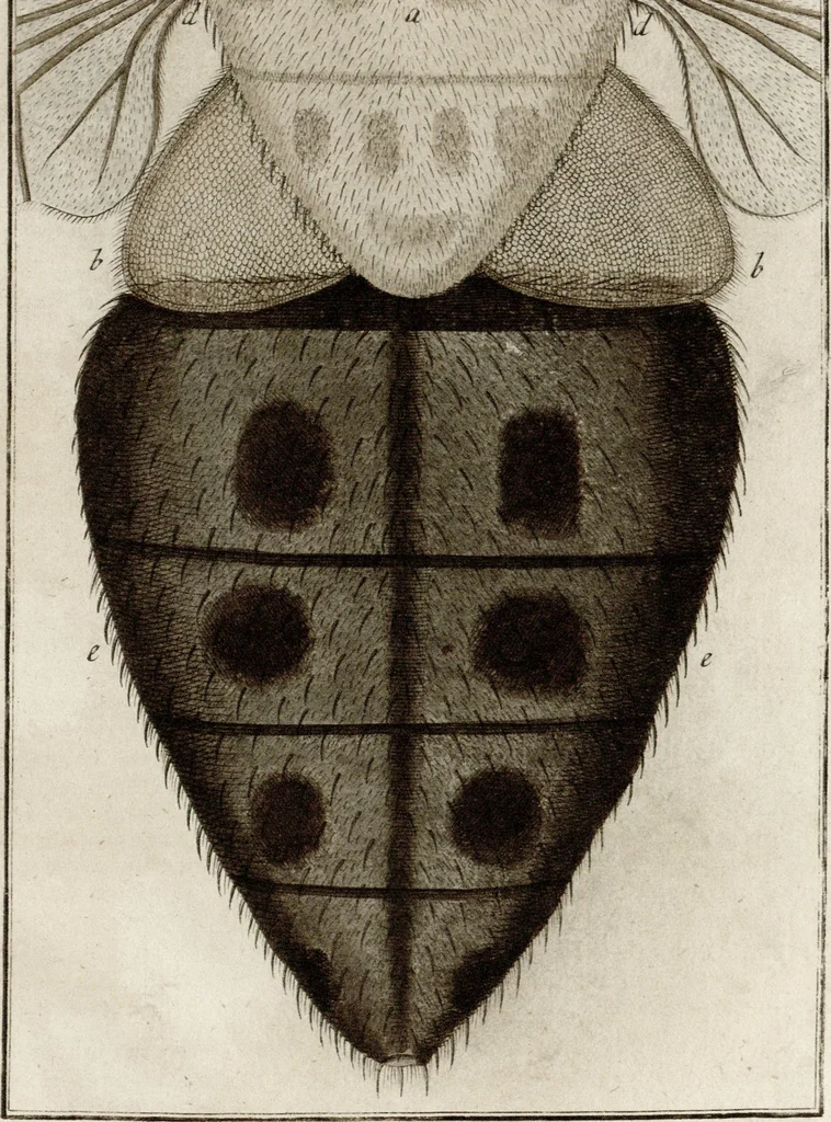 An illustration from (Band 2): Martin Frobenius Ledermüllers, Hochfürstlich- Brandenburg- Culmbachischen Justiz-Raths ... Nachlese seiner Mikroskopischen Gemüths- und Augen-Ergötzung: Bestehend in zehen fein illuminirten Kupfertafeln, Sammt deren Erklärung: und Einer getreuen Anweisung, wie man alle Arten Mikroskope geschickt, leicht und nützlich gebrauchen solle, 1762, leaf 139