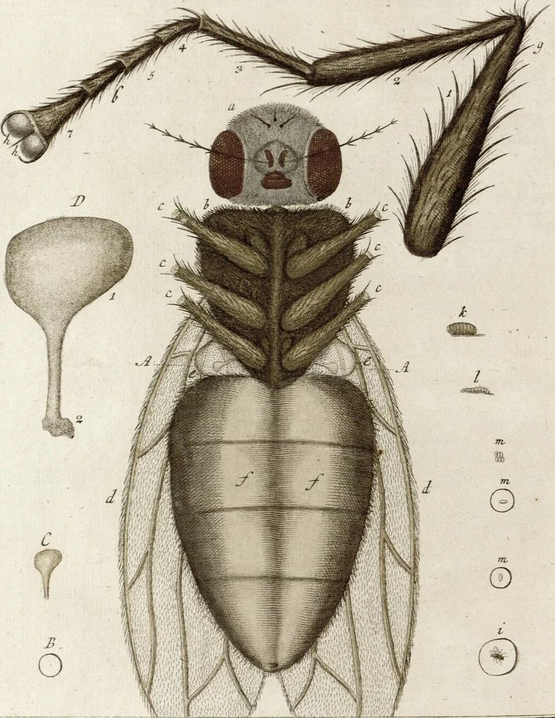 An illustration from (Band 2): Martin Frobenius Ledermüllers, Hochfürstlich- Brandenburg- Culmbachischen Justiz-Raths ... Nachlese seiner Mikroskopischen Gemüths- und Augen-Ergötzung: Bestehend in zehen fein illuminirten Kupfertafeln, Sammt deren Erklärung: und Einer getreuen Anweisung, wie man alle Arten Mikroskope geschickt, leicht und nützlich gebrauchen solle, 1762, leaf 140