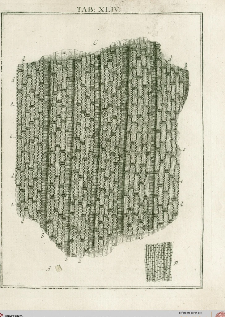 An illustration from (Band 2): Martin Frobenius Ledermüllers, Hochfürstlich- Brandenburg- Culmbachischen Justiz-Raths ... Nachlese seiner Mikroskopischen Gemüths- und Augen-Ergötzung: Bestehend in zehen fein illuminirten Kupfertafeln, Sammt deren Erklärung: und Einer getreuen Anweisung, wie man alle Arten Mikroskope geschickt, leicht und nützlich gebrauchen solle, 1762, leaf 147