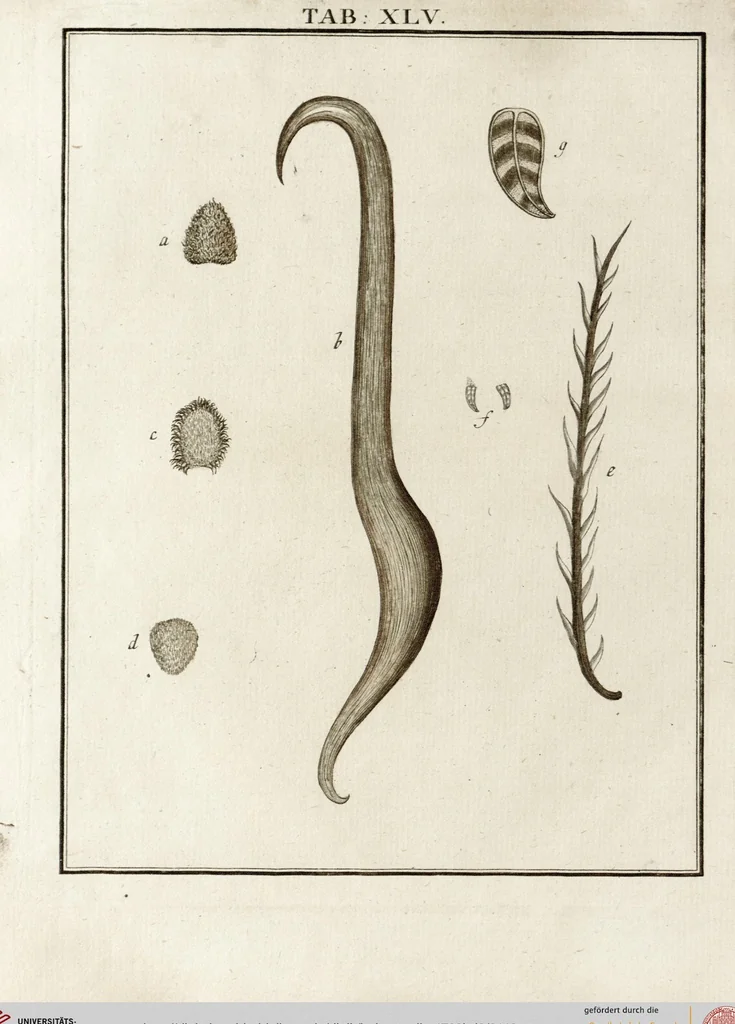 An illustration from (Band 2): Martin Frobenius Ledermüllers, Hochfürstlich- Brandenburg- Culmbachischen Justiz-Raths ... Nachlese seiner Mikroskopischen Gemüths- und Augen-Ergötzung: Bestehend in zehen fein illuminirten Kupfertafeln, Sammt deren Erklärung: und Einer getreuen Anweisung, wie man alle Arten Mikroskope geschickt, leicht und nützlich gebrauchen solle, 1762, leaf 148