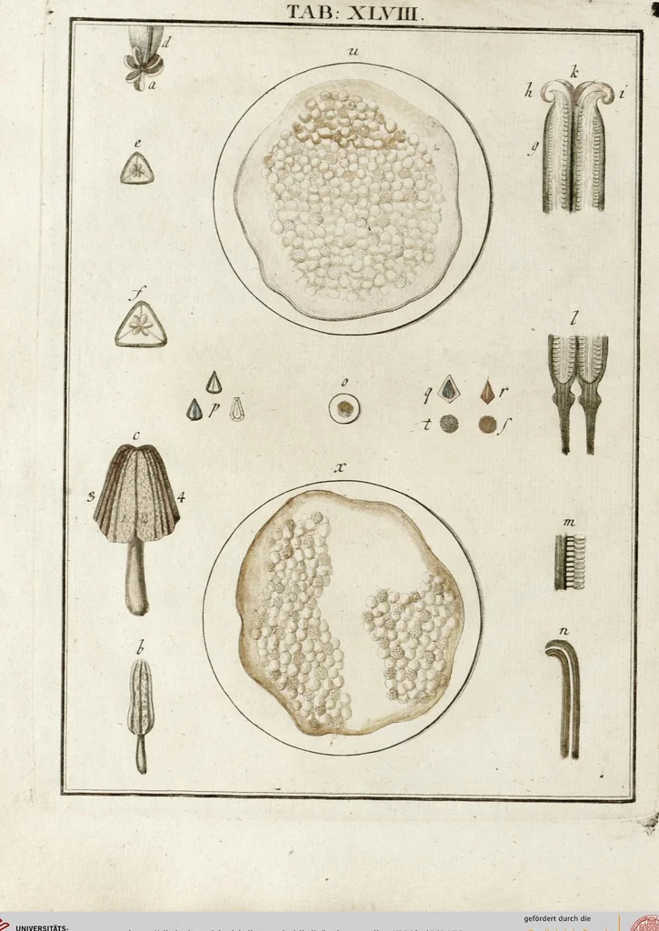 An illustration from (Band 2): Martin Frobenius Ledermüllers, Hochfürstlich- Brandenburg- Culmbachischen Justiz-Raths ... Nachlese seiner Mikroskopischen Gemüths- und Augen-Ergötzung: Bestehend in zehen fein illuminirten Kupfertafeln, Sammt deren Erklärung: und Einer getreuen Anweisung, wie man alle Arten Mikroskope geschickt, leicht und nützlich gebrauchen solle, 1762, leaf 153