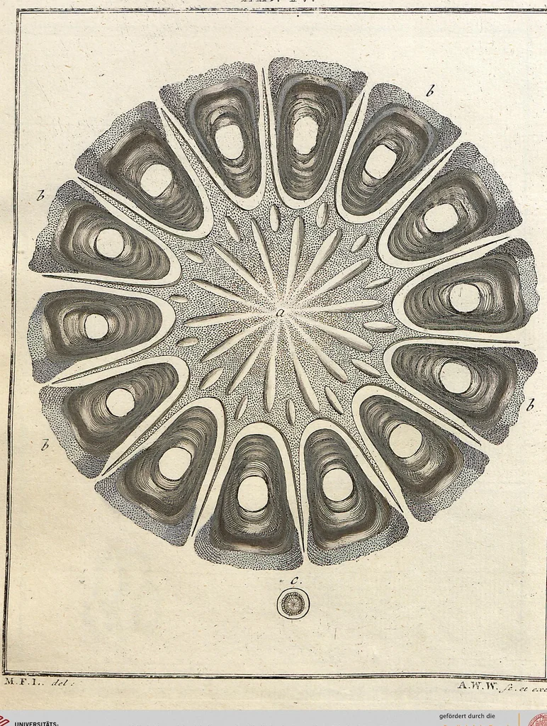 An illustration from (Band 2): Martin Frobenius Ledermüllers, Hochfürstlich- Brandenburg- Culmbachischen Justiz-Raths ... Nachlese seiner Mikroskopischen Gemüths- und Augen-Ergötzung: Bestehend in zehen fein illuminirten Kupfertafeln, Sammt deren Erklärung: und Einer getreuen Anweisung, wie man alle Arten Mikroskope geschickt, leicht und nützlich gebrauchen solle, 1762, leaf 29