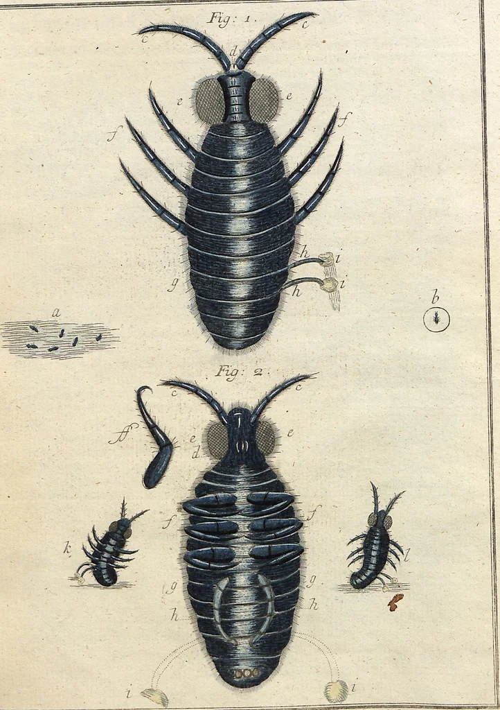 An illustration from (Band 2): Martin Frobenius Ledermüllers, Hochfürstlich- Brandenburg- Culmbachischen Justiz-Raths ... Nachlese seiner Mikroskopischen Gemüths- und Augen-Ergötzung: Bestehend in zehen fein illuminirten Kupfertafeln, Sammt deren Erklärung: und Einer getreuen Anweisung, wie man alle Arten Mikroskope geschickt, leicht und nützlich gebrauchen solle, 1762, leaf 38