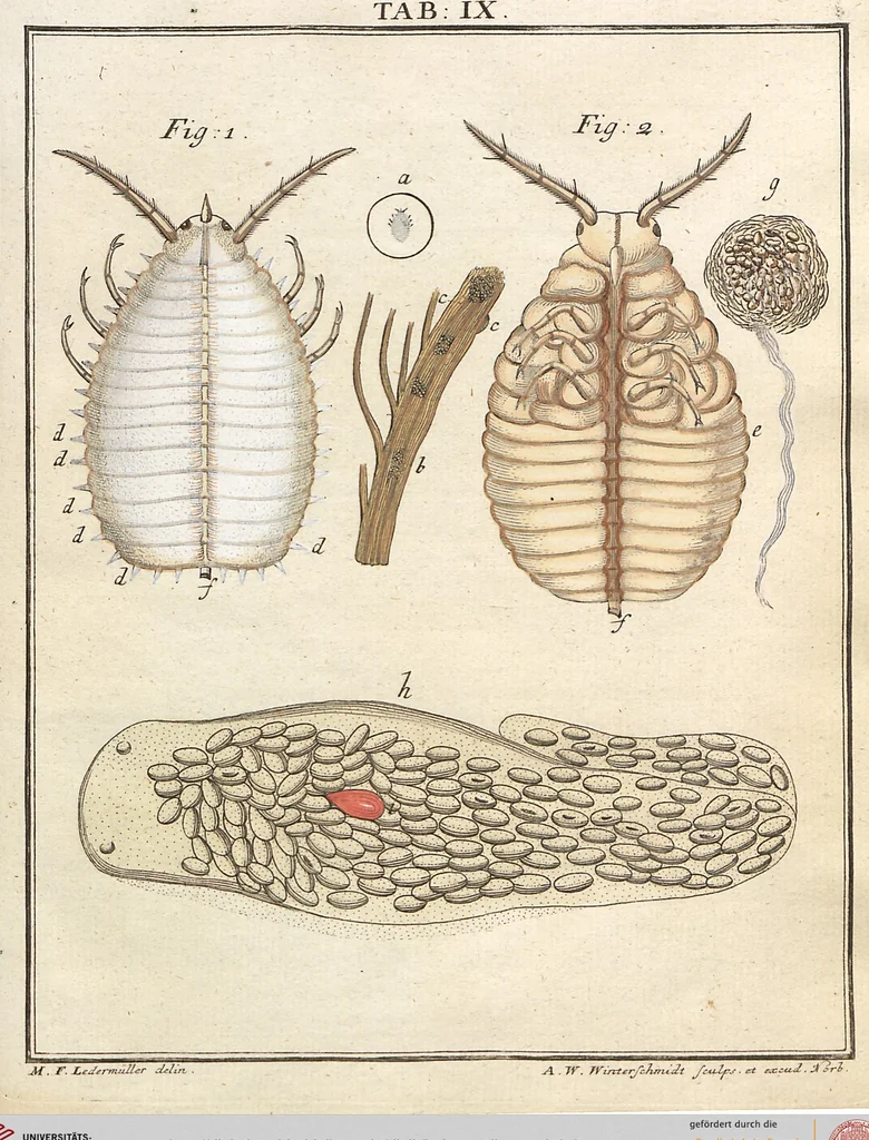 An illustration from (Band 2): Martin Frobenius Ledermüllers, Hochfürstlich- Brandenburg- Culmbachischen Justiz-Raths ... Nachlese seiner Mikroskopischen Gemüths- und Augen-Ergötzung: Bestehend in zehen fein illuminirten Kupfertafeln, Sammt deren Erklärung: und Einer getreuen Anweisung, wie man alle Arten Mikroskope geschickt, leicht und nützlich gebrauchen solle, 1762, leaf 44