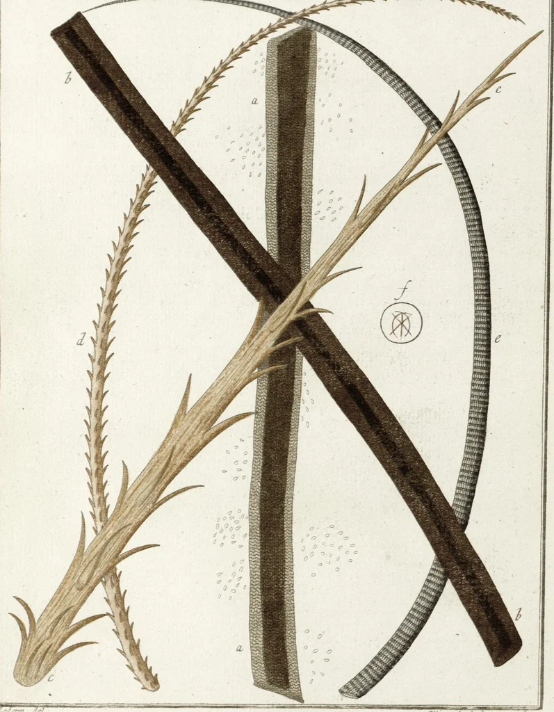 An illustration from (Band 2): Martin Frobenius Ledermüllers, Hochfürstlich- Brandenburg- Culmbachischen Justiz-Raths ... Nachlese seiner Mikroskopischen Gemüths- und Augen-Ergötzung: Bestehend in zehen fein illuminirten Kupfertafeln, Sammt deren Erklärung: und Einer getreuen Anweisung, wie man alle Arten Mikroskope geschickt, leicht und nützlich gebrauchen solle, 1762, leaf 64