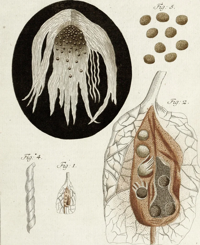An illustration from (Band 2): Martin Frobenius Ledermüllers, Hochfürstlich- Brandenburg- Culmbachischen Justiz-Raths ... Nachlese seiner Mikroskopischen Gemüths- und Augen-Ergötzung: Bestehend in zehen fein illuminirten Kupfertafeln, Sammt deren Erklärung: und Einer getreuen Anweisung, wie man alle Arten Mikroskope geschickt, leicht und nützlich gebrauchen solle, 1762, leaf 69