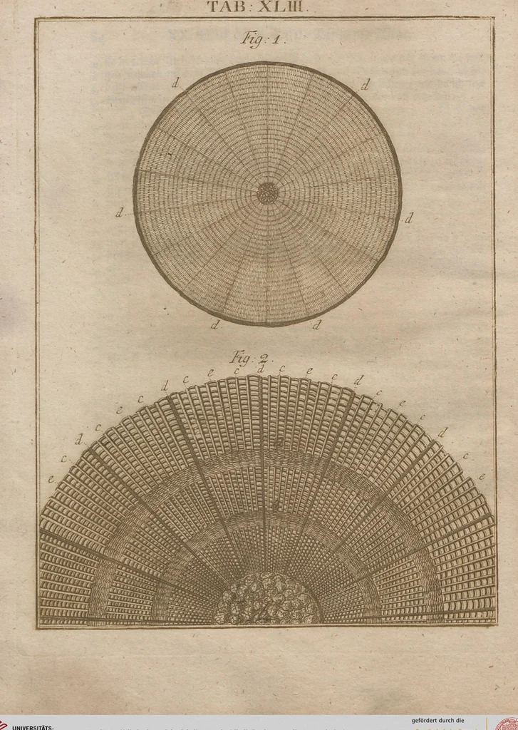 An illustration from (Band 2): Martin Frobenius Ledermüllers, Hochfürstlich- Brandenburg- Culmbachischen Justiz-Raths ... Nachlese seiner Mikroskopischen Gemüths- und Augen-Ergötzung: Bestehend in zehen fein illuminirten Kupfertafeln, Sammt deren Erklärung: und Einer getreuen Anweisung, wie man alle Arten Mikroskope geschickt, leicht und nützlich gebrauchen solle, 1762, leaf 84