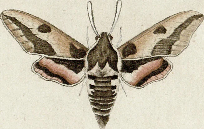 An illustration from (Band 2): Martin Frobenius Ledermüllers, Hochfürstlich- Brandenburg- Culmbachischen Justiz-Raths ... Nachlese seiner Mikroskopischen Gemüths- und Augen-Ergötzung: Bestehend in zehen fein illuminirten Kupfertafeln, Sammt deren Erklärung: und Einer getreuen Anweisung, wie man alle Arten Mikroskope geschickt, leicht und nützlich gebrauchen solle, 1762, leaf 92