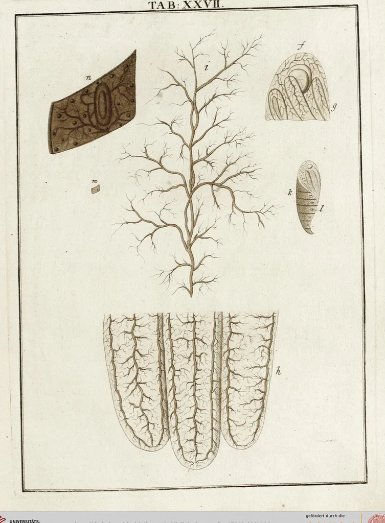 An illustration from (Band 2): Martin Frobenius Ledermüllers, Hochfürstlich- Brandenburg- Culmbachischen Justiz-Raths ... Nachlese seiner Mikroskopischen Gemüths- und Augen-Ergötzung: Bestehend in zehen fein illuminirten Kupfertafeln, Sammt deren Erklärung: und Einer getreuen Anweisung, wie man alle Arten Mikroskope geschickt, leicht und nützlich gebrauchen solle, 1762, leaf 93