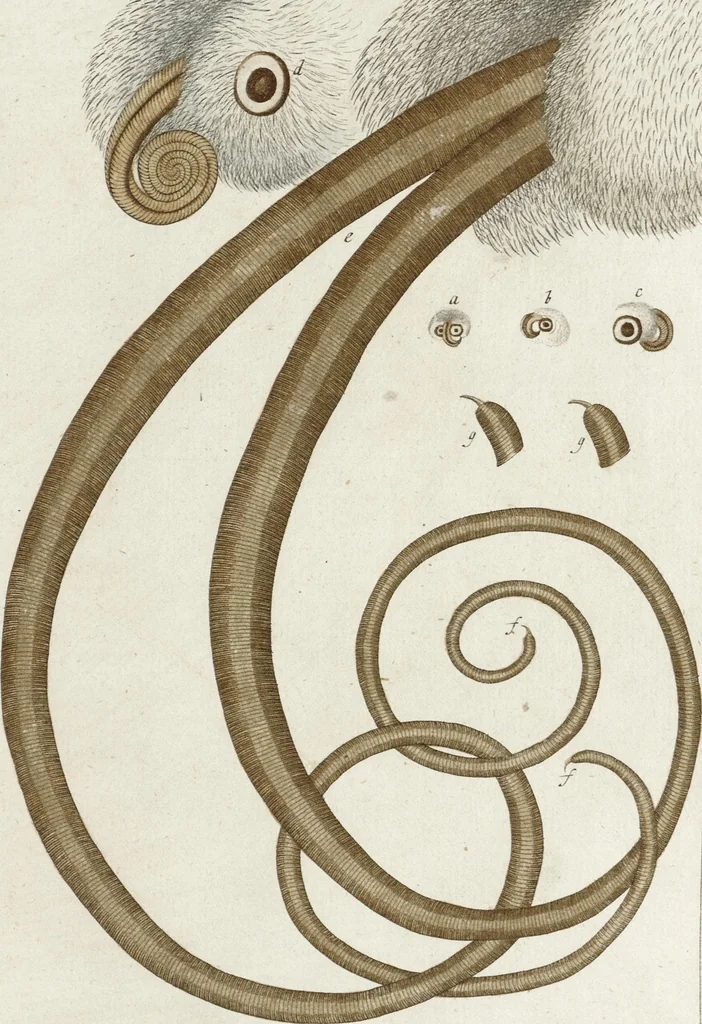 An illustration from (Band 2): Martin Frobenius Ledermüllers, Hochfürstlich- Brandenburg- Culmbachischen Justiz-Raths ... Nachlese seiner Mikroskopischen Gemüths- und Augen-Ergötzung: Bestehend in zehen fein illuminirten Kupfertafeln, Sammt deren Erklärung: und Einer getreuen Anweisung, wie man alle Arten Mikroskope geschickt, leicht und nützlich gebrauchen solle, 1762, leaf 94