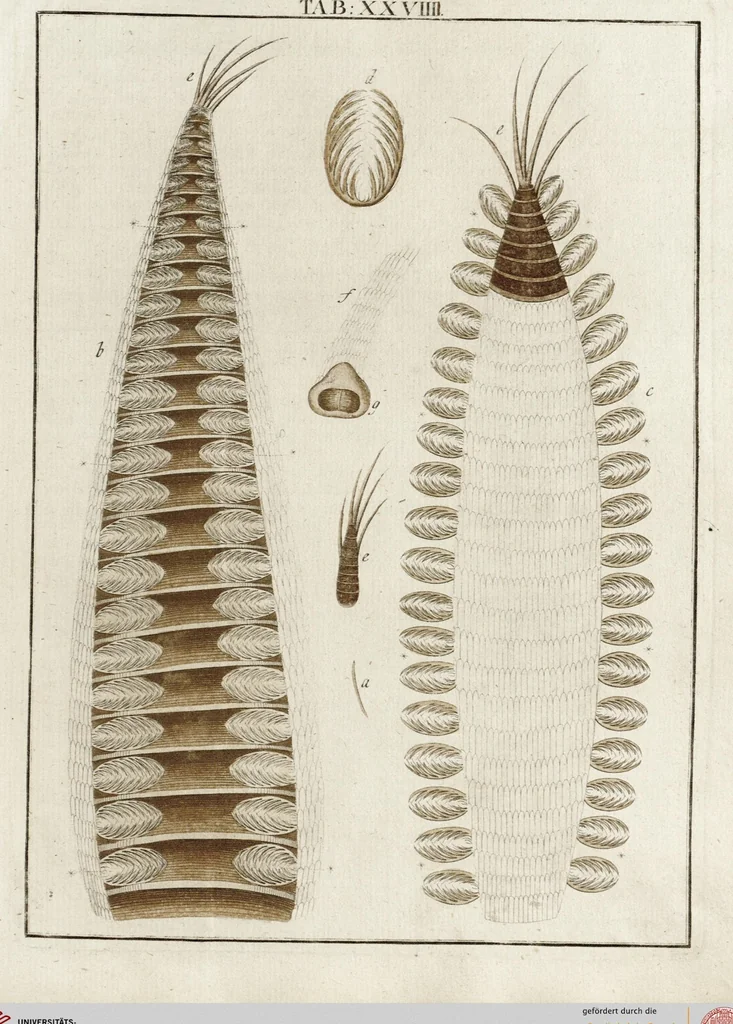 An illustration from (Band 2): Martin Frobenius Ledermüllers, Hochfürstlich- Brandenburg- Culmbachischen Justiz-Raths ... Nachlese seiner Mikroskopischen Gemüths- und Augen-Ergötzung: Bestehend in zehen fein illuminirten Kupfertafeln, Sammt deren Erklärung: und Einer getreuen Anweisung, wie man alle Arten Mikroskope geschickt, leicht und nützlich gebrauchen solle, 1762, leaf 95