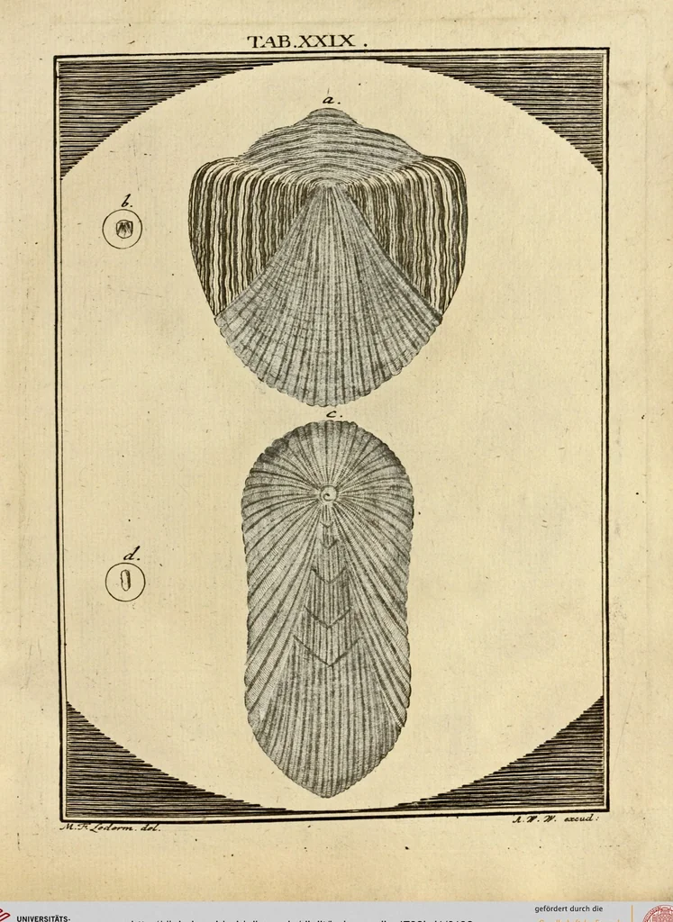 An illustration from (Hauptband): Bestehend in Ein hundert nach der Natur gezeichneten und mit Farben erleuchteten Kupfertafeln, sammt deren Erklärung, 1763, leaf 103