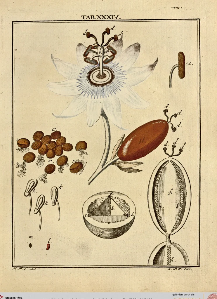An illustration from (Hauptband): Bestehend in Ein hundert nach der Natur gezeichneten und mit Farben erleuchteten Kupfertafeln, sammt deren Erklärung, 1763, leaf 120