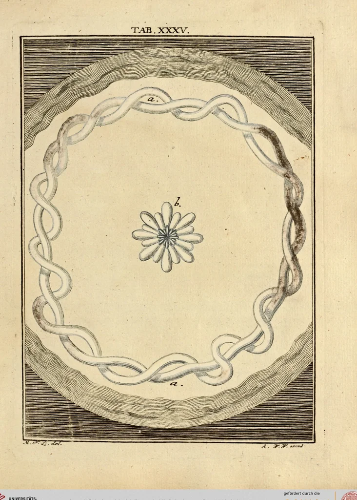 An illustration from (Hauptband): Bestehend in Ein hundert nach der Natur gezeichneten und mit Farben erleuchteten Kupfertafeln, sammt deren Erklärung, 1763, leaf 121
