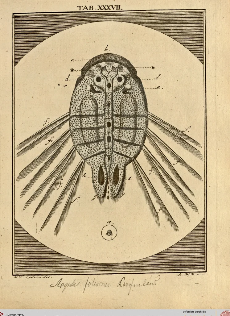 An illustration from (Hauptband): Bestehend in Ein hundert nach der Natur gezeichneten und mit Farben erleuchteten Kupfertafeln, sammt deren Erklärung, 1763, leaf 127