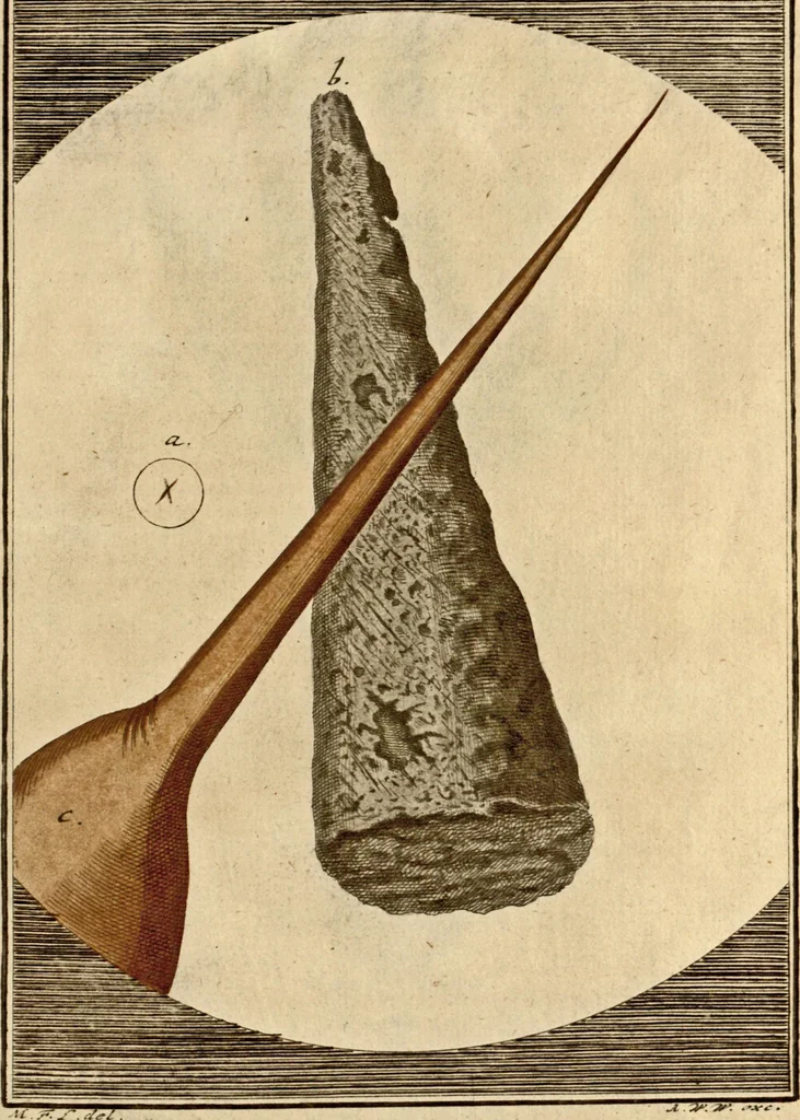 An illustration from (Hauptband): Bestehend in Ein hundert nach der Natur gezeichneten und mit Farben erleuchteten Kupfertafeln, sammt deren Erklärung, 1763, leaf 131