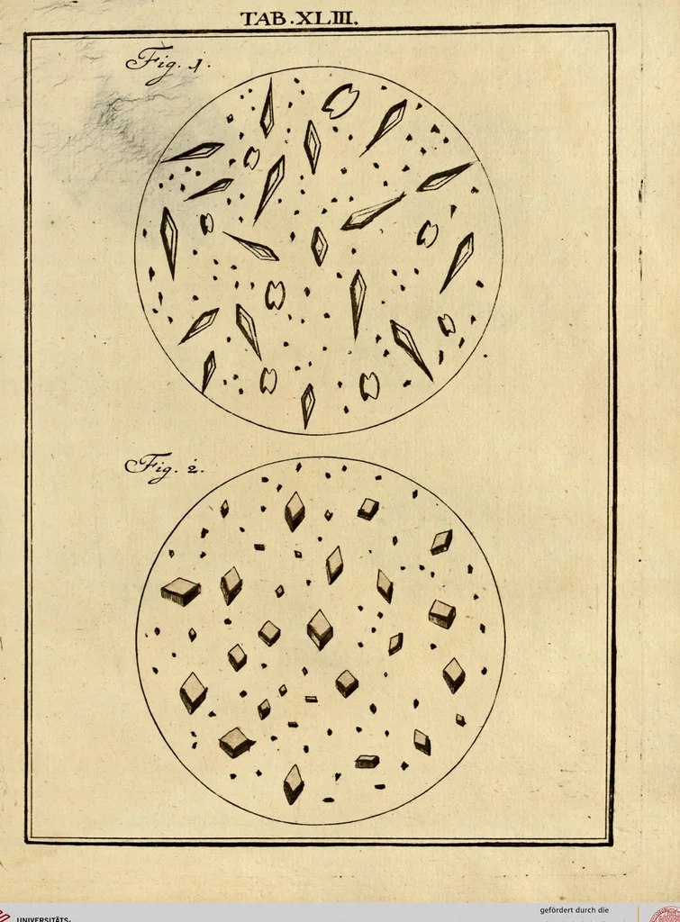 An illustration from (Hauptband): Bestehend in Ein hundert nach der Natur gezeichneten und mit Farben erleuchteten Kupfertafeln, sammt deren Erklärung, 1763, leaf 136