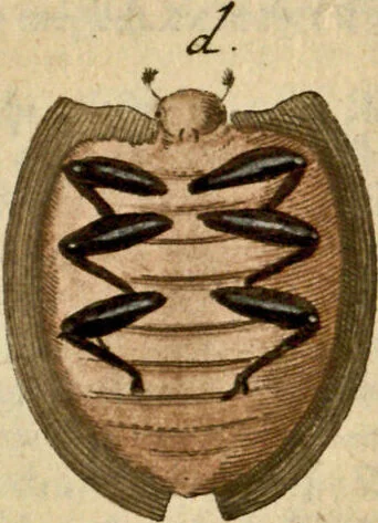An illustration from (Hauptband): Bestehend in Ein hundert nach der Natur gezeichneten und mit Farben erleuchteten Kupfertafeln, sammt deren Erklärung, 1763, leaf 137
