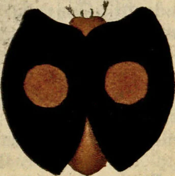 An illustration from (Hauptband): Bestehend in Ein hundert nach der Natur gezeichneten und mit Farben erleuchteten Kupfertafeln, sammt deren Erklärung, 1763, leaf 137