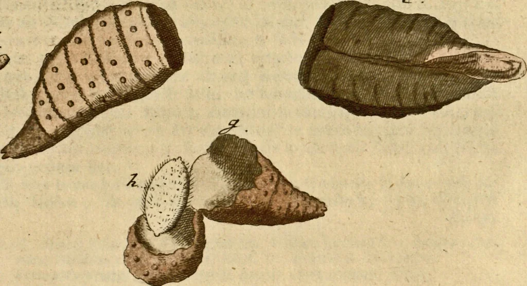 An illustration from (Hauptband): Bestehend in Ein hundert nach der Natur gezeichneten und mit Farben erleuchteten Kupfertafeln, sammt deren Erklärung, 1763, leaf 137
