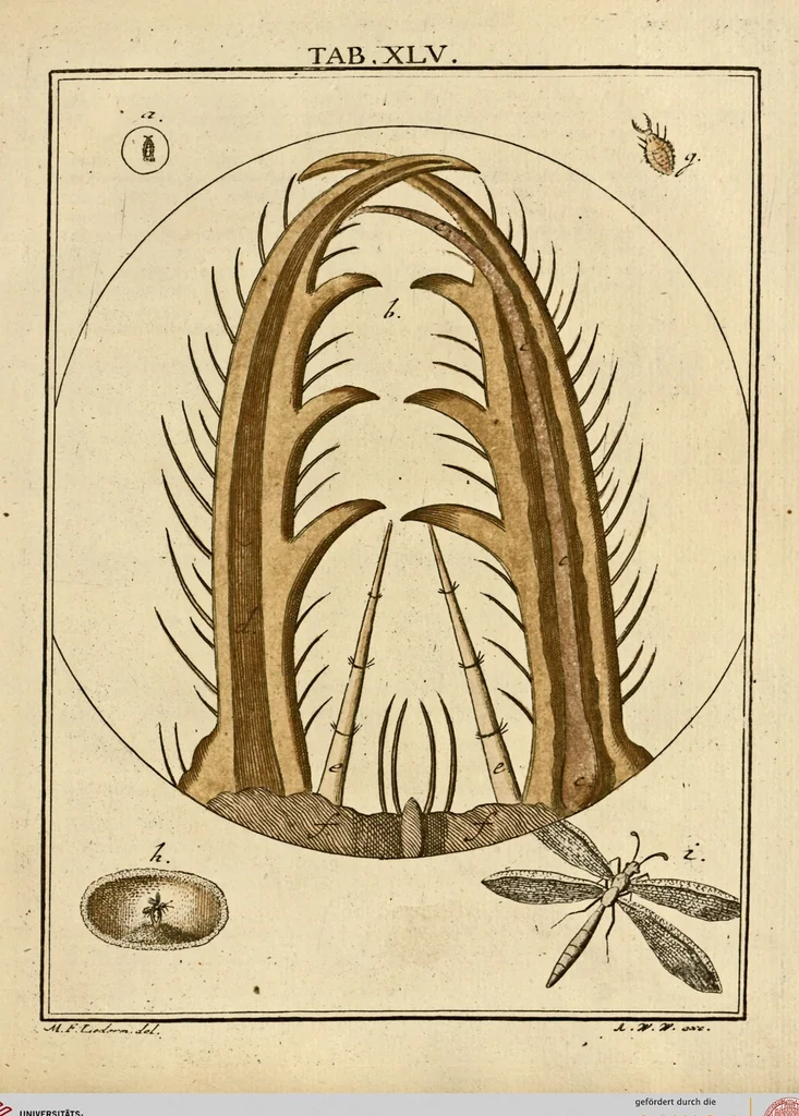 An illustration from (Hauptband): Bestehend in Ein hundert nach der Natur gezeichneten und mit Farben erleuchteten Kupfertafeln, sammt deren Erklärung, 1763, leaf 140