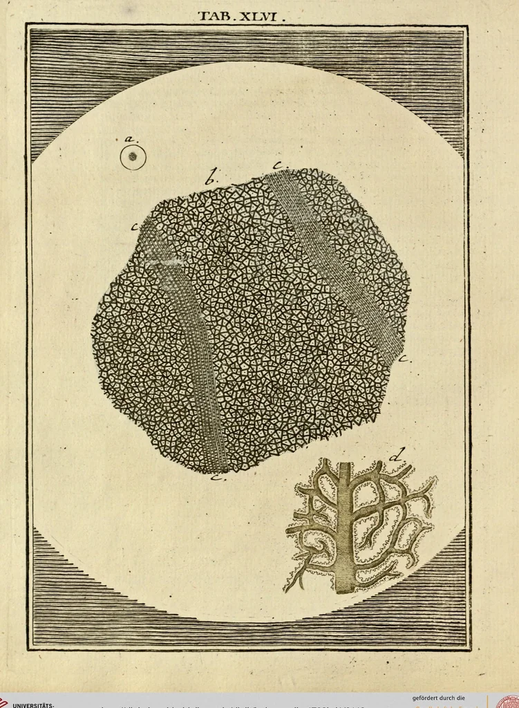 An illustration from (Hauptband): Bestehend in Ein hundert nach der Natur gezeichneten und mit Farben erleuchteten Kupfertafeln, sammt deren Erklärung, 1763, leaf 143