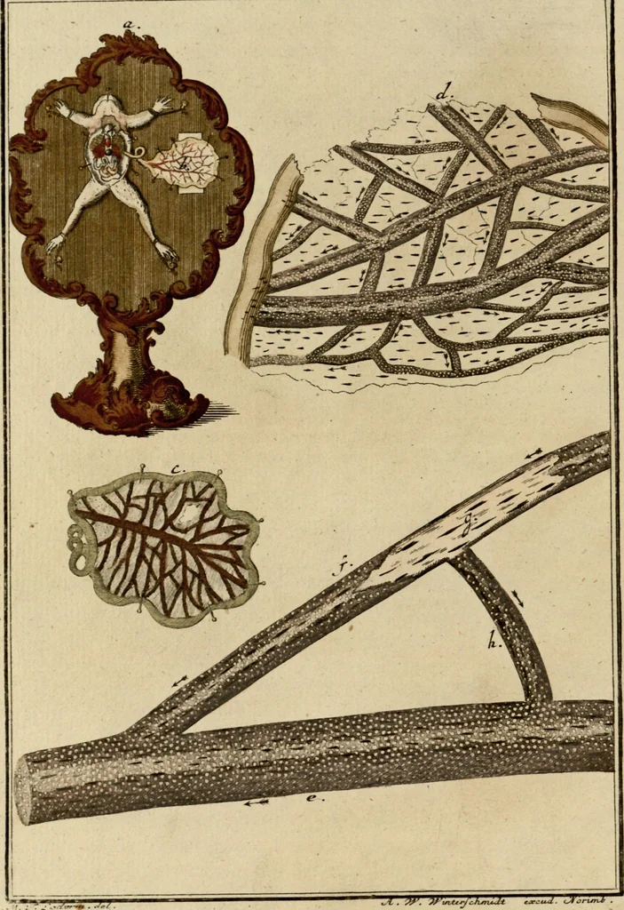 An illustration from (Hauptband): Bestehend in Ein hundert nach der Natur gezeichneten und mit Farben erleuchteten Kupfertafeln, sammt deren Erklärung, 1763, leaf 15