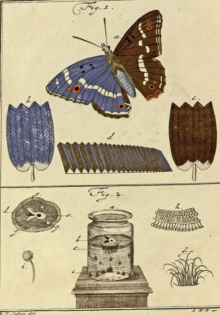 An illustration from (Hauptband): Bestehend in Ein hundert nach der Natur gezeichneten und mit Farben erleuchteten Kupfertafeln, sammt deren Erklärung, 1763, leaf 150