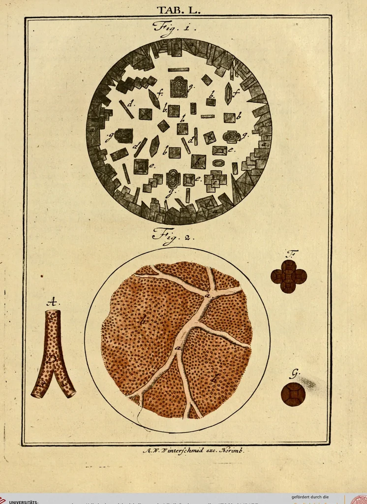 An illustration from (Hauptband): Bestehend in Ein hundert nach der Natur gezeichneten und mit Farben erleuchteten Kupfertafeln, sammt deren Erklärung, 1763, leaf 155