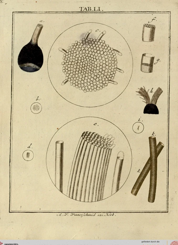 An illustration from (Hauptband): Bestehend in Ein hundert nach der Natur gezeichneten und mit Farben erleuchteten Kupfertafeln, sammt deren Erklärung, 1763, leaf 162