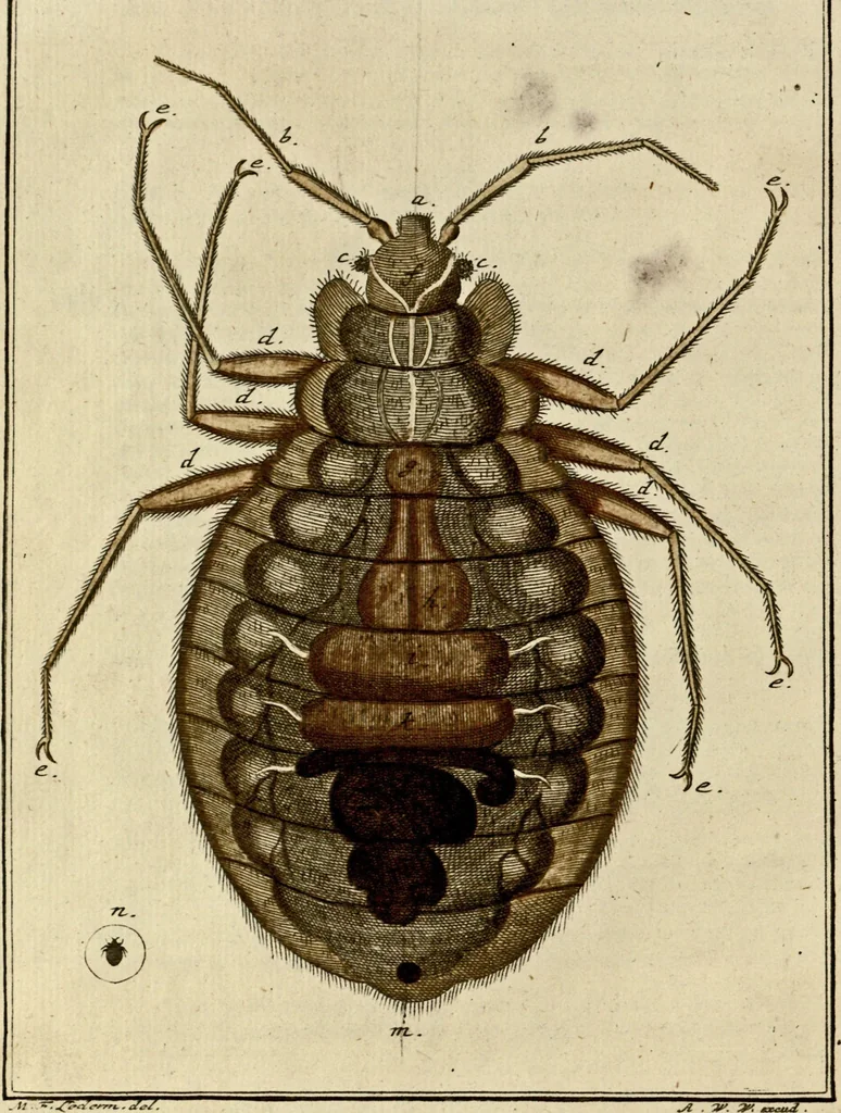 An illustration from (Hauptband): Bestehend in Ein hundert nach der Natur gezeichneten und mit Farben erleuchteten Kupfertafeln, sammt deren Erklärung, 1763, leaf 167