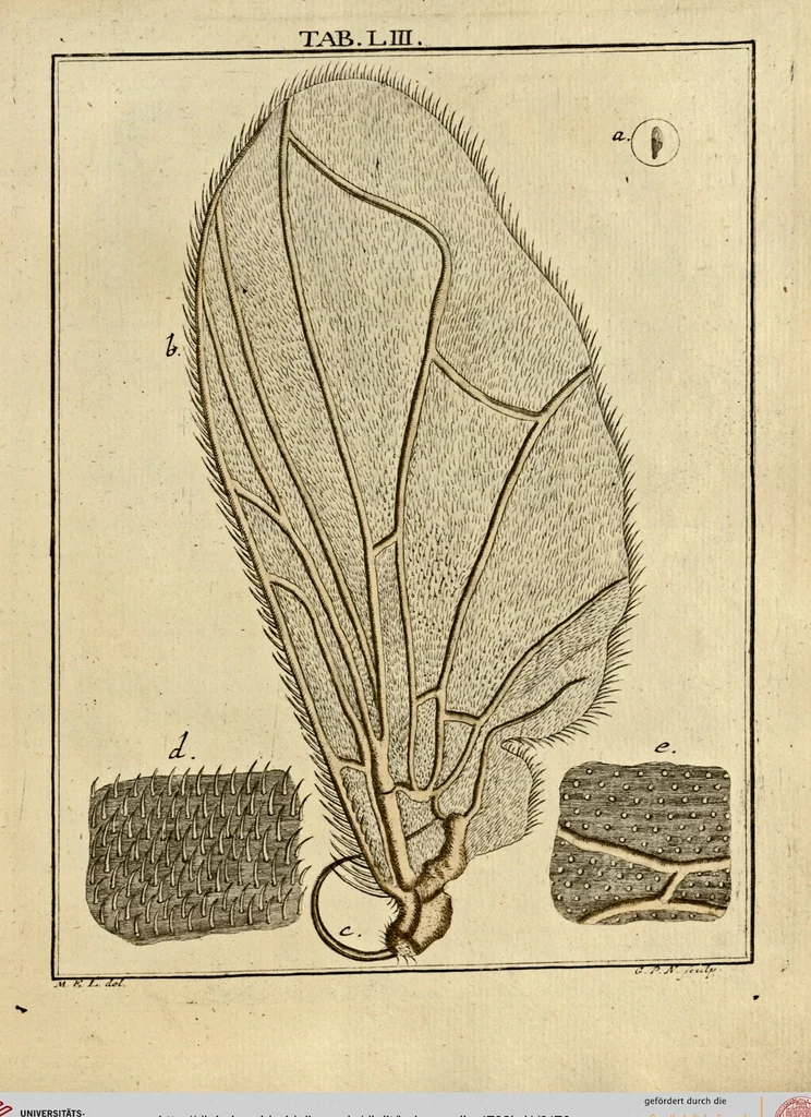 An illustration from (Hauptband): Bestehend in Ein hundert nach der Natur gezeichneten und mit Farben erleuchteten Kupfertafeln, sammt deren Erklärung, 1763, leaf 170