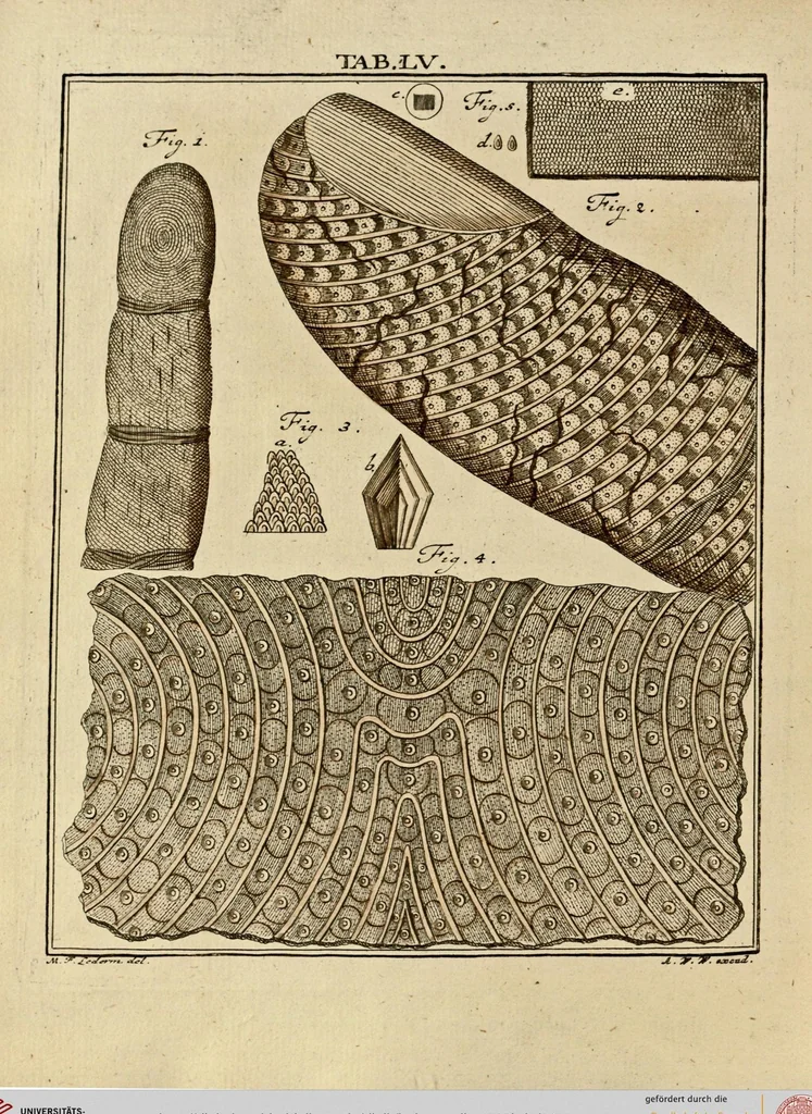 An illustration from (Hauptband): Bestehend in Ein hundert nach der Natur gezeichneten und mit Farben erleuchteten Kupfertafeln, sammt deren Erklärung, 1763, leaf 172