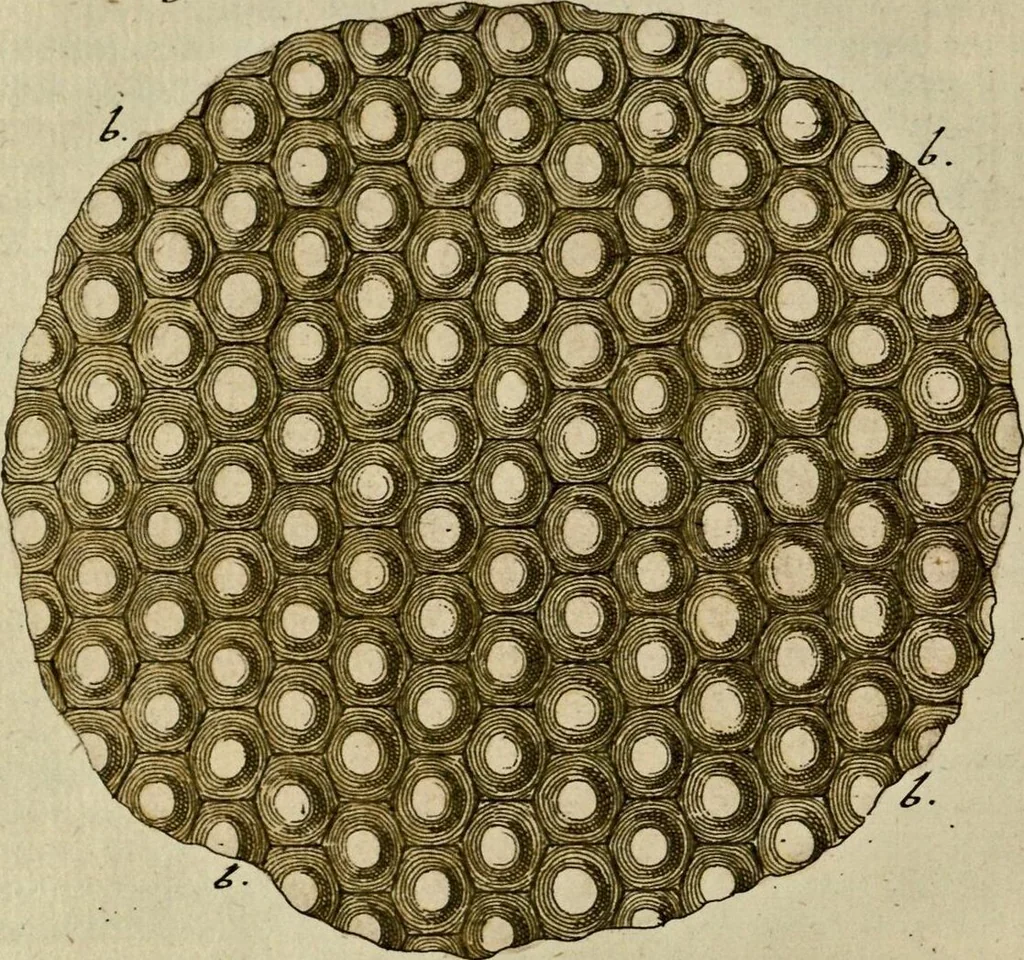 An illustration from (Hauptband): Bestehend in Ein hundert nach der Natur gezeichneten und mit Farben erleuchteten Kupfertafeln, sammt deren Erklärung, 1763, leaf 179
