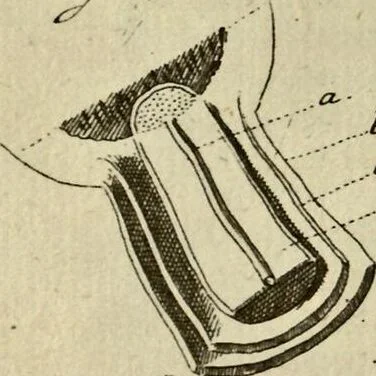 An illustration from (Hauptband): Bestehend in Ein hundert nach der Natur gezeichneten und mit Farben erleuchteten Kupfertafeln, sammt deren Erklärung, 1763, leaf 179