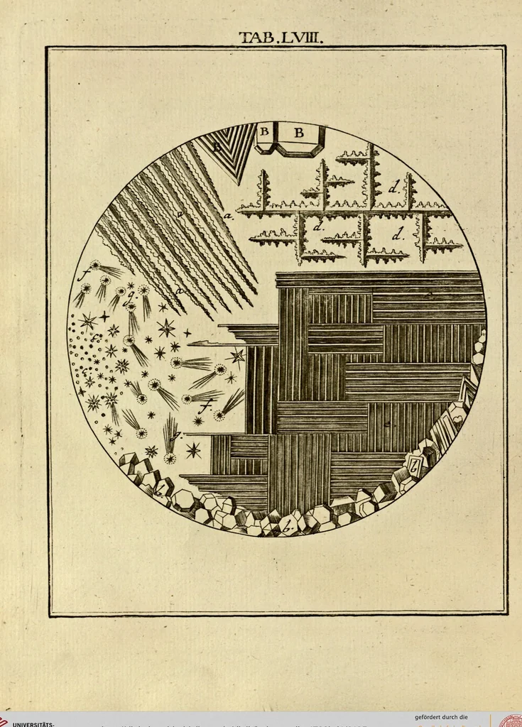 An illustration from (Hauptband): Bestehend in Ein hundert nach der Natur gezeichneten und mit Farben erleuchteten Kupfertafeln, sammt deren Erklärung, 1763, leaf 185