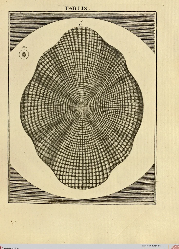 An illustration from (Hauptband): Bestehend in Ein hundert nach der Natur gezeichneten und mit Farben erleuchteten Kupfertafeln, sammt deren Erklärung, 1763, leaf 188