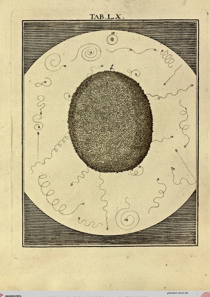 An illustration from (Hauptband): Bestehend in Ein hundert nach der Natur gezeichneten und mit Farben erleuchteten Kupfertafeln, sammt deren Erklärung, 1763, leaf 189