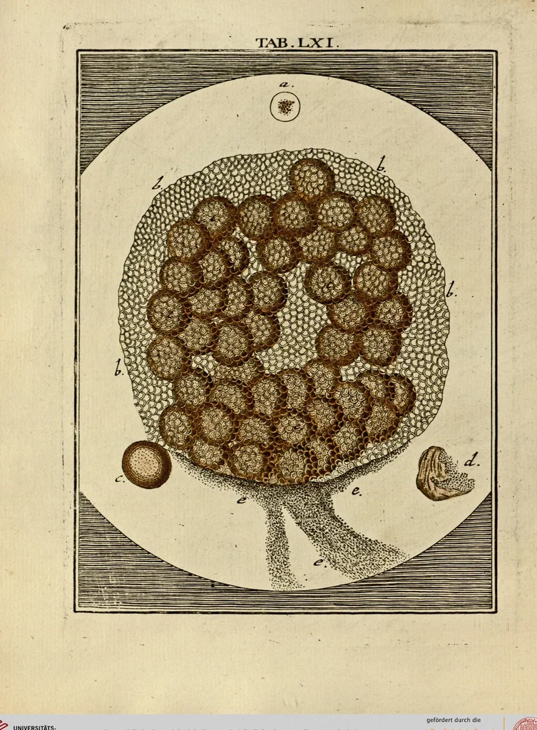 An illustration from (Hauptband): Bestehend in Ein hundert nach der Natur gezeichneten und mit Farben erleuchteten Kupfertafeln, sammt deren Erklärung, 1763, leaf 192