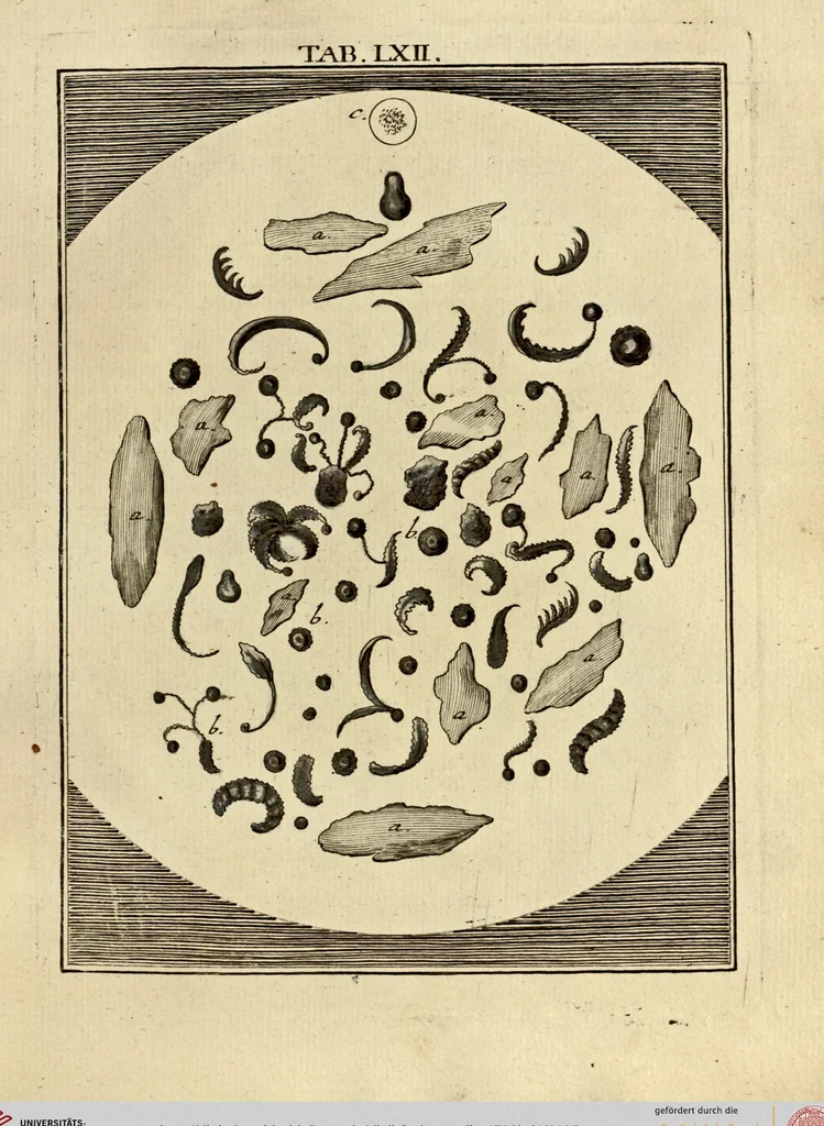 An illustration from (Hauptband): Bestehend in Ein hundert nach der Natur gezeichneten und mit Farben erleuchteten Kupfertafeln, sammt deren Erklärung, 1763, leaf 195