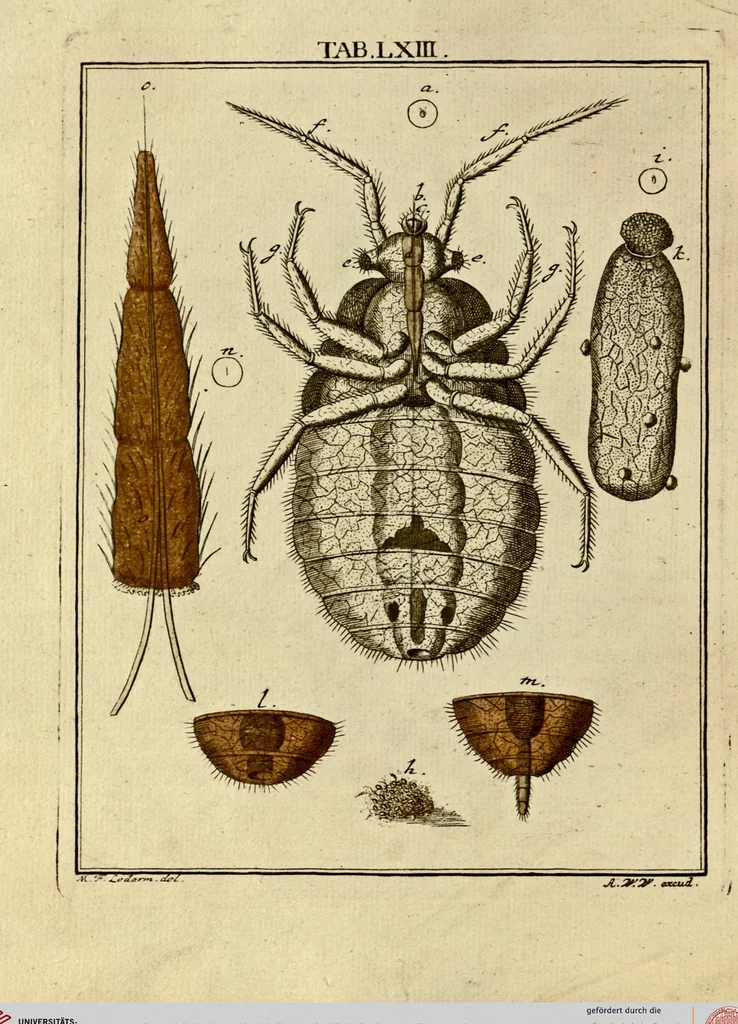 An illustration from (Hauptband): Bestehend in Ein hundert nach der Natur gezeichneten und mit Farben erleuchteten Kupfertafeln, sammt deren Erklärung, 1763, leaf 198