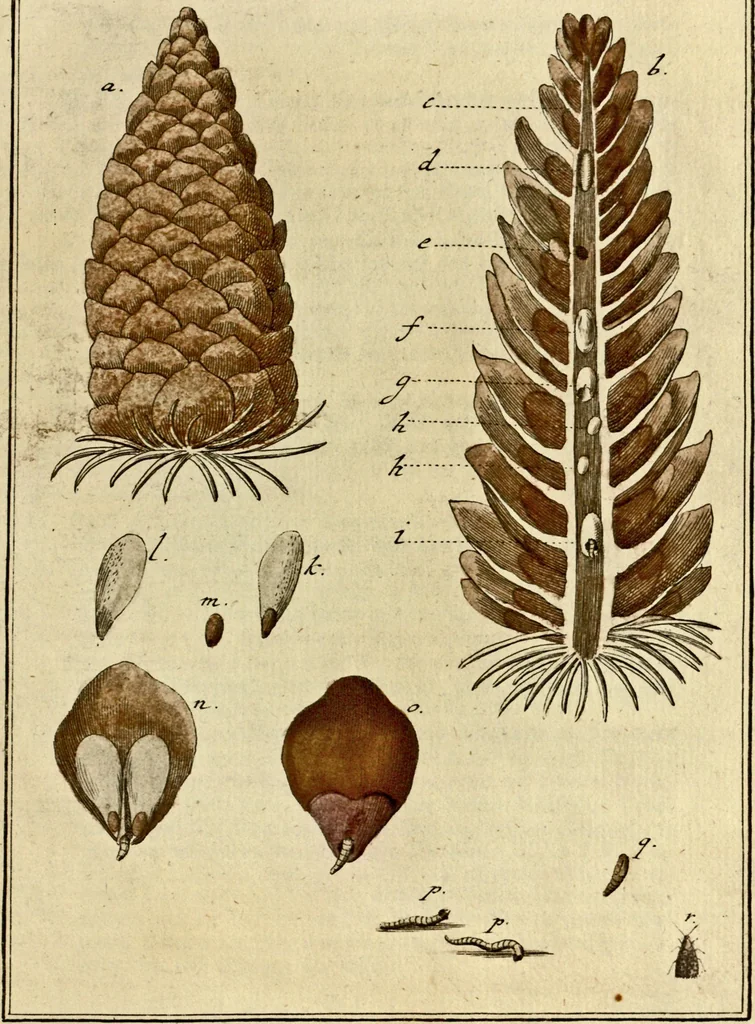 An illustration from (Hauptband): Bestehend in Ein hundert nach der Natur gezeichneten und mit Farben erleuchteten Kupfertafeln, sammt deren Erklärung, 1763, leaf 201