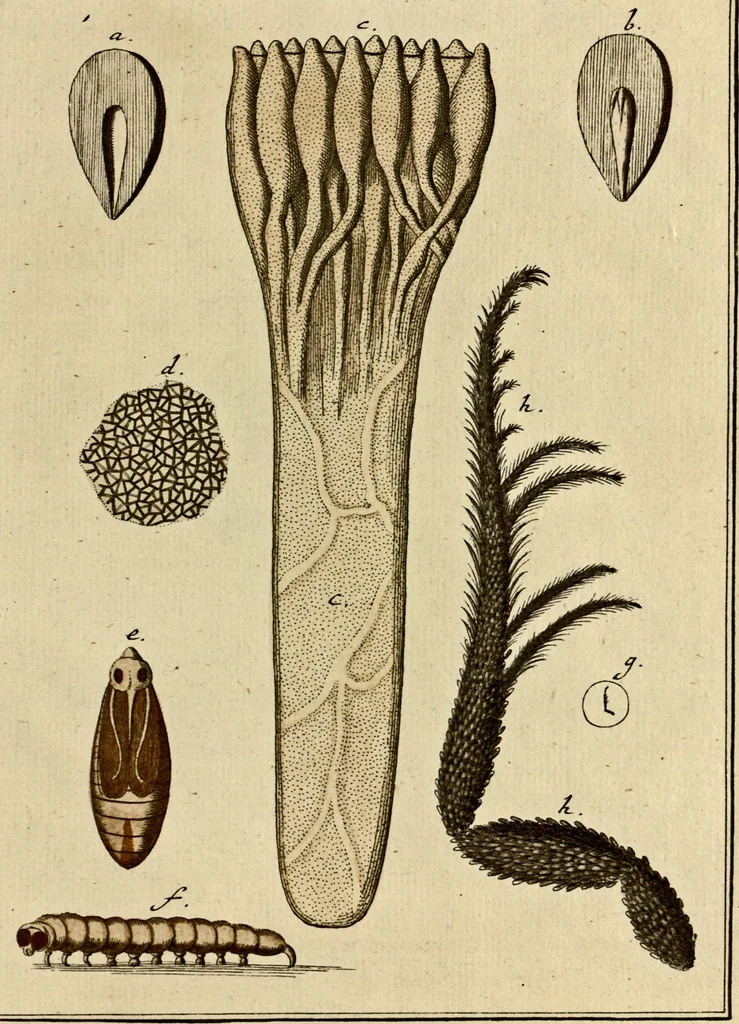 An illustration from (Hauptband): Bestehend in Ein hundert nach der Natur gezeichneten und mit Farben erleuchteten Kupfertafeln, sammt deren Erklärung, 1763, leaf 204