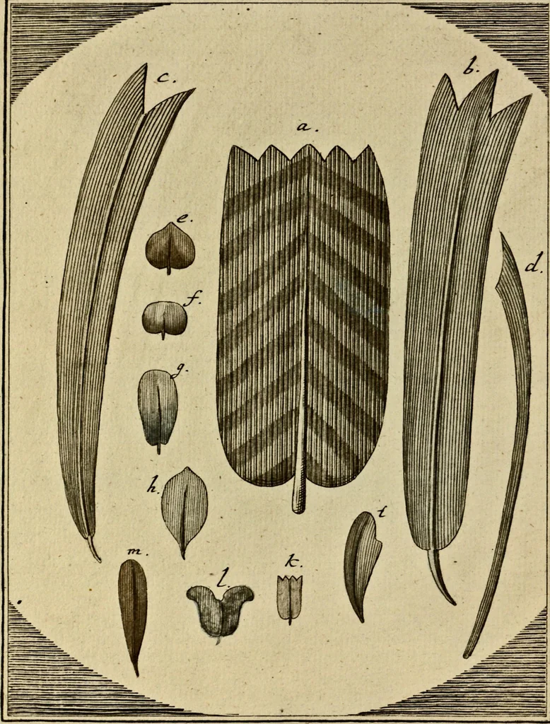 An illustration from (Hauptband): Bestehend in Ein hundert nach der Natur gezeichneten und mit Farben erleuchteten Kupfertafeln, sammt deren Erklärung, 1763, leaf 205