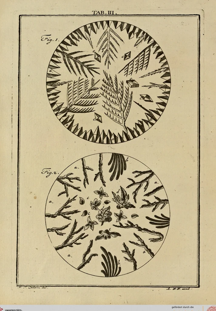 An illustration from (Hauptband): Bestehend in Ein hundert nach der Natur gezeichneten und mit Farben erleuchteten Kupfertafeln, sammt deren Erklärung, 1763, leaf 21