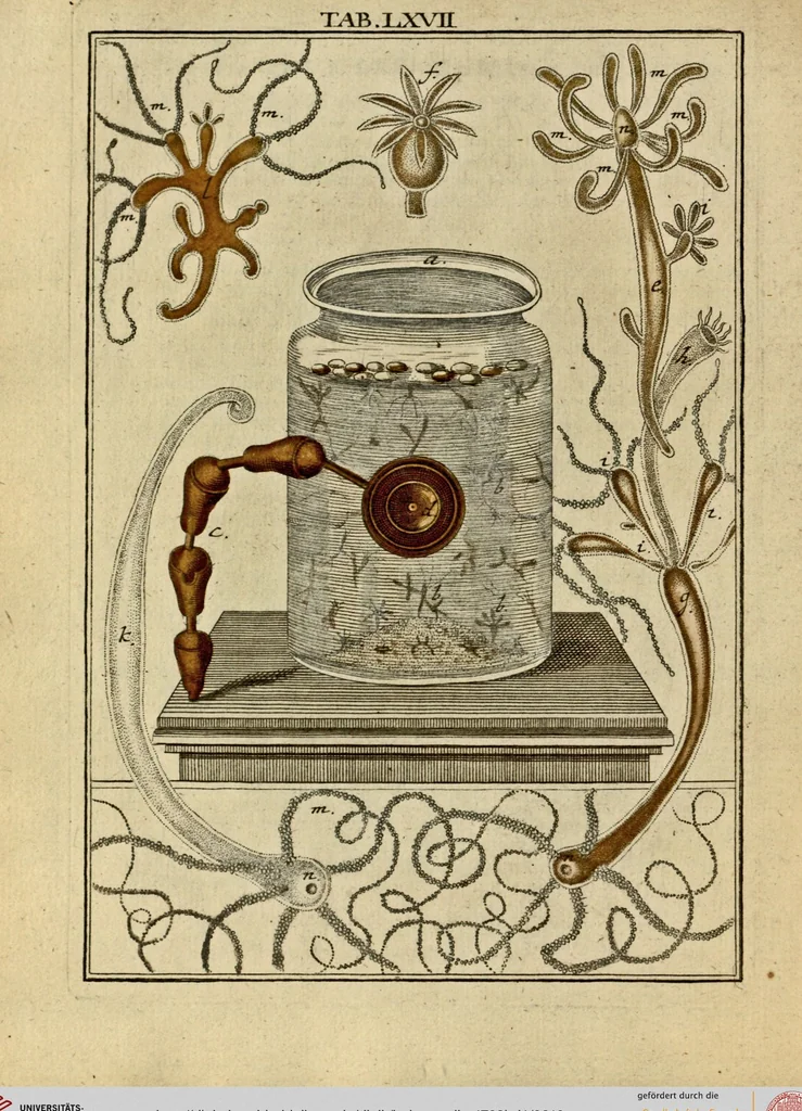 An illustration from (Hauptband): Bestehend in Ein hundert nach der Natur gezeichneten und mit Farben erleuchteten Kupfertafeln, sammt deren Erklärung, 1763, leaf 210