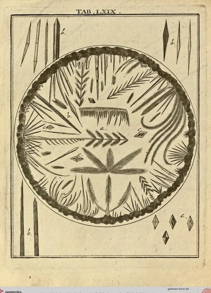 An illustration from (Hauptband): Bestehend in Ein hundert nach der Natur gezeichneten und mit Farben erleuchteten Kupfertafeln, sammt deren Erklärung, 1763, leaf 214
