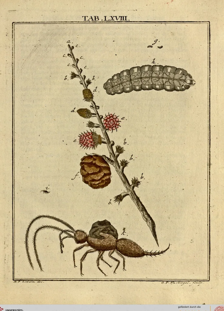 An illustration from (Hauptband): Bestehend in Ein hundert nach der Natur gezeichneten und mit Farben erleuchteten Kupfertafeln, sammt deren Erklärung, 1763, leaf 216
